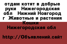 отдам котят в добрые руки - Нижегородская обл., Нижний Новгород г. Животные и растения » Кошки   . Нижегородская обл.